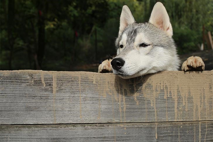 Siberian husky leaning on a wooden fence