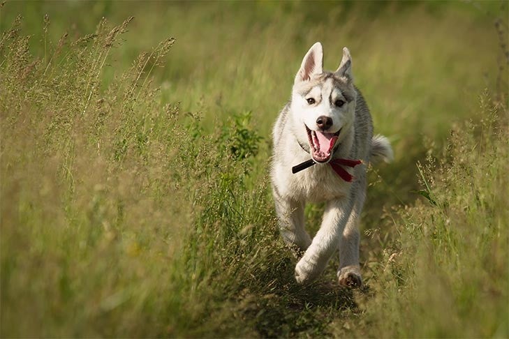 Siberian Husky running outdoors