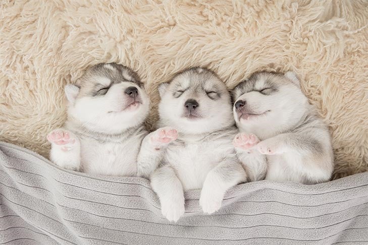 Three Siberian Husky puppies sleeping