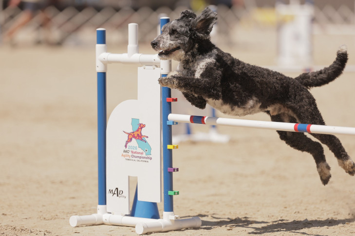 "Tucker" and Jennifer Kirby. 29th AKC National Agility Championship held March 20-22, 2026, at Galway Downs in Temecula, CA.
