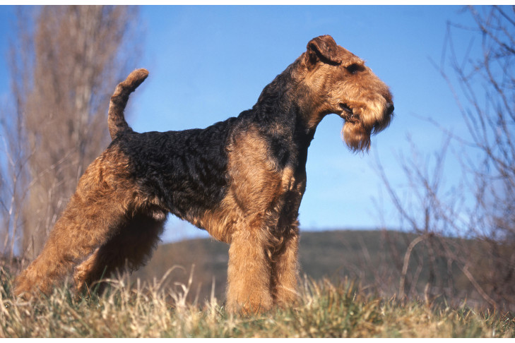 Airedale Terrier standing stacked outdoors.