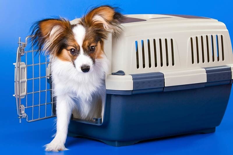 How to Crate Train Your Dog in Nine Easy Steps – American Kennel Club