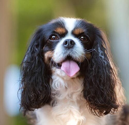 Cavalier King Charles Spaniels, Best Bed For Cavalier King Charles Spaniel