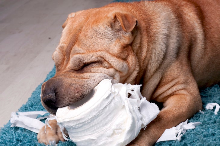 why do dogs eat kleenex