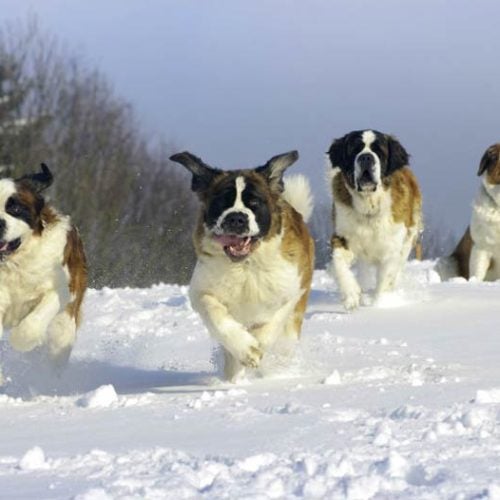 7 Dog Breeds That Love The Cold Weather, What Dog Breeds Need Coats In Winter Taiwanese