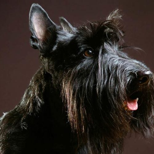 6 Dog Breeds with Beards – American Kennel Club