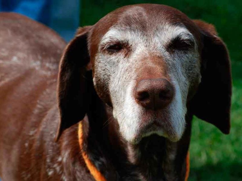Can Blind Dogs Live A Happy Life