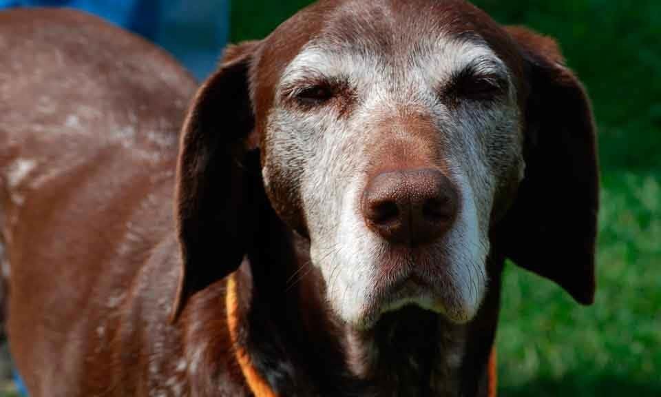 what can cause sudden blindness in dogs