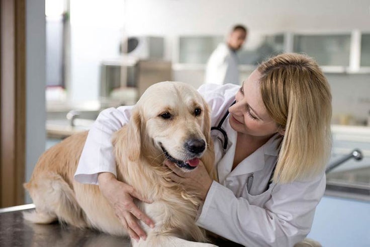 How to Talk to Your Veterinarian About CBD Oil for Dogs – American Kennel  Club