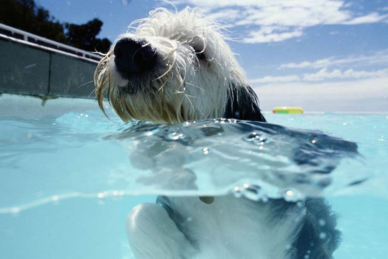 How to Teach Your Dog to Swim