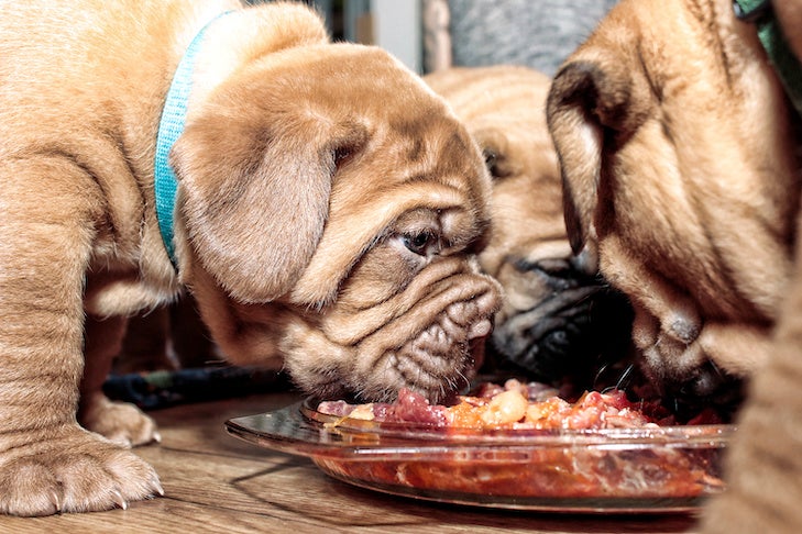 Do Dogs Need Meat in Their Diets? – American Kennel Club