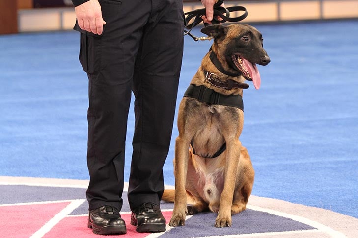 Law Enforcement Dog: K9 “Zeke,” a Belgian Malinois handled by Cpl. Tyron E. Meik.