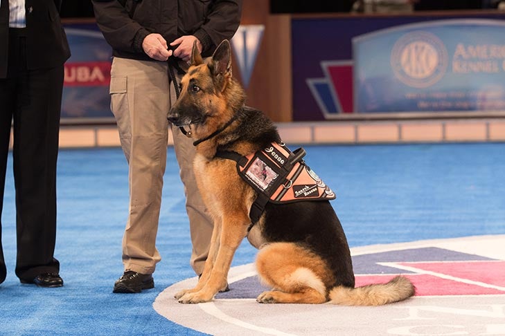 Search and Rescue Dog: “Jesse,” a German Shepherd Dog owned and handled by Susan Condreras.