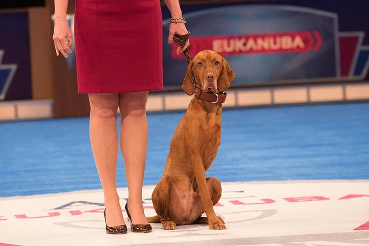 Exemplary Companion Dog: “Bart,” a Vizsla owned by Darcy Hodges.