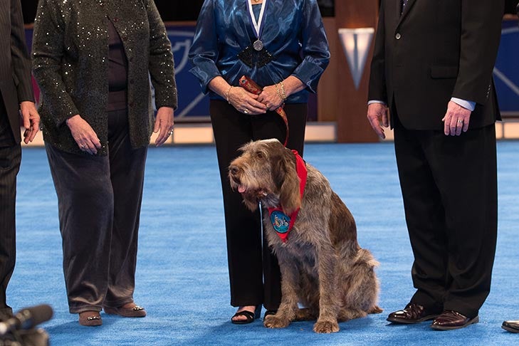 Therapy Dog: “Drago,” a Spinone Italiano owned by Lauren Friedman and Chris Sweetwood.