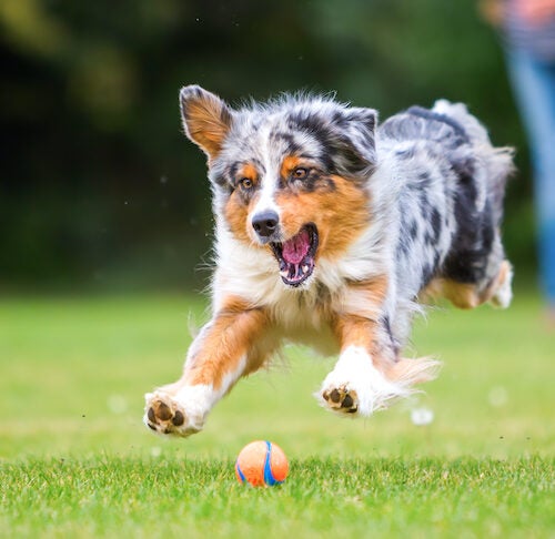 Top 5 BEST moving Dog Toys that Keep your Dog Healthy and