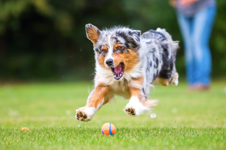 Australian Shepherd dog jumping for a ball outdoors