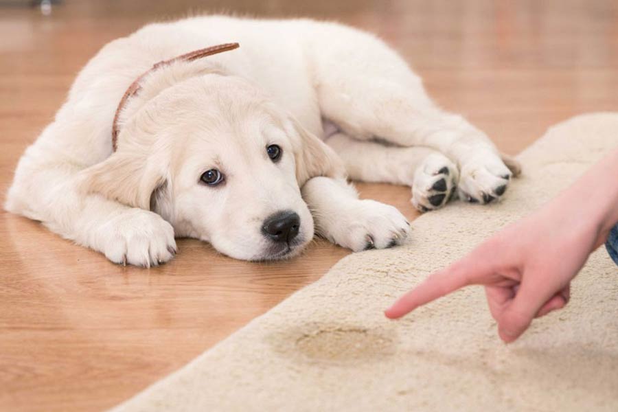 Puppy Potty Training Schedule: A Timeline For Housebreaking Your Puppy