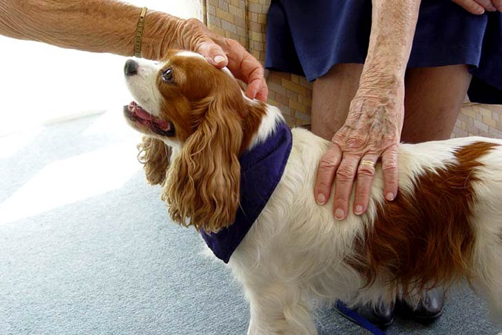 A Cavalier King Charles therapy dog