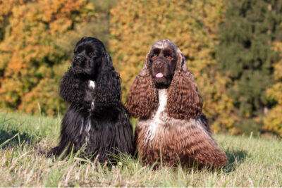 Cocker Spaniels sitting side by side outdoors.