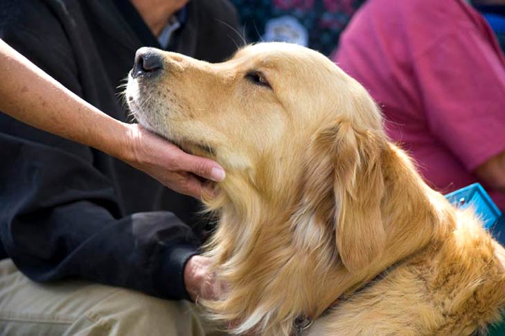 A Golden Retriever therapy dog