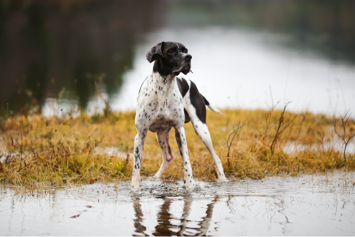 Pointer exploring a pond.