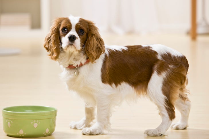 Cavalier King Charles Spaniel standing next to its food bowl at home. Approved by Denise Flaim. Getty Images #152991944 Consistent routine