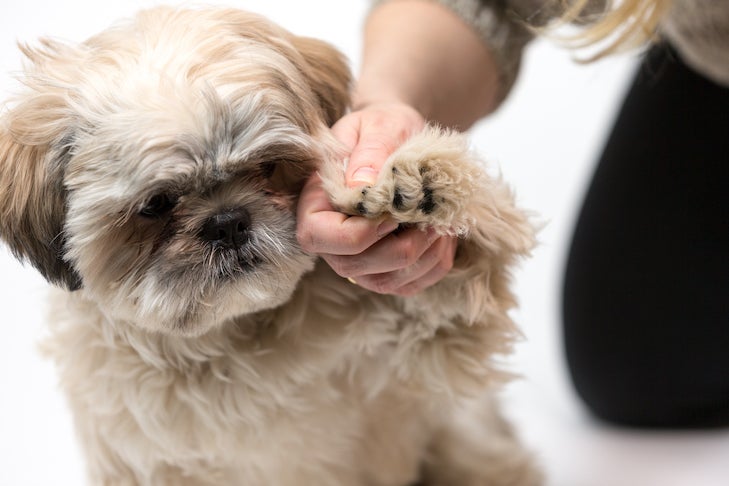 miam pierdut directia lemn valoare  Trim Your Dog's Nails Safely: Tips, Tricks, And Grooming Techniques