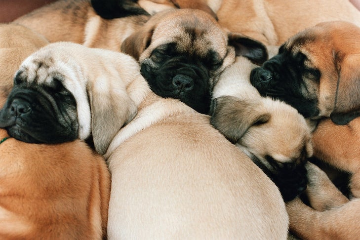 Mastiff puppies sleeping in a pile.