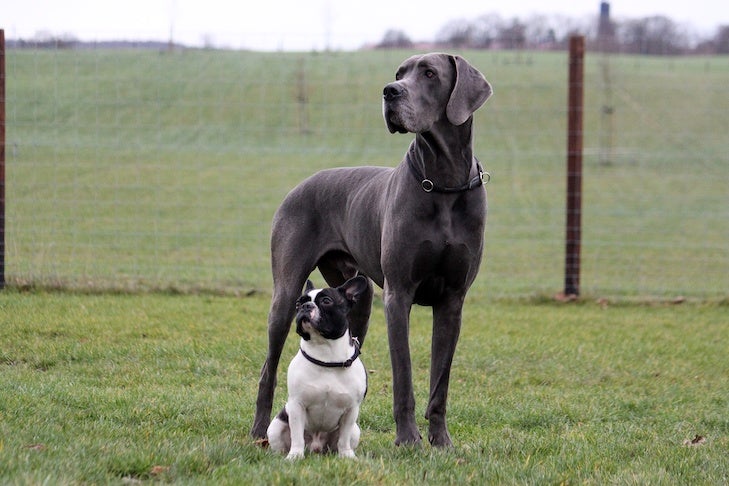 Great Dane standing next to a French Bulldog in a field.