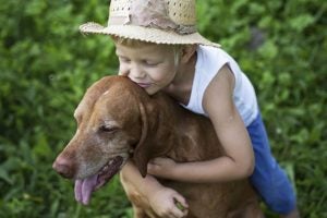 dietary treatment for canine alzheimers