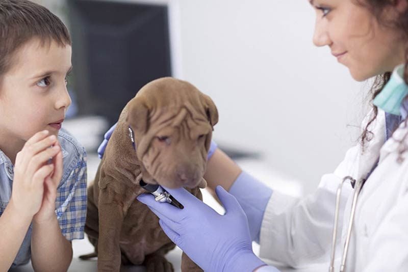 why do vets test dog poop