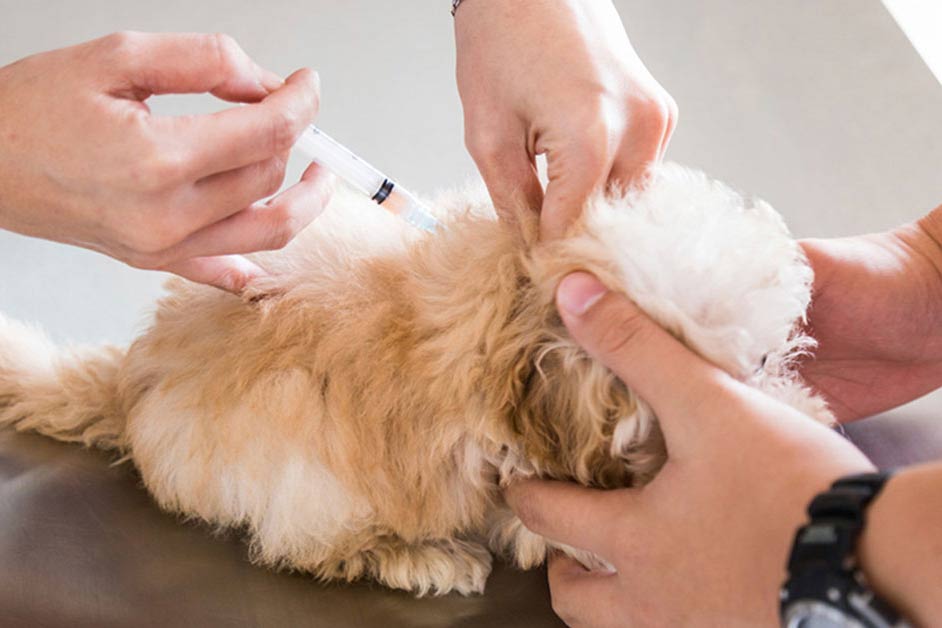 what vaccinations are required for a dog