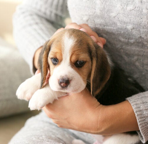 Beagle puppy in a womans lap