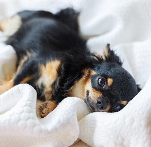 Why Does My Dog Suck on a Blanket? – American Kennel Club