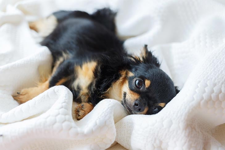 Why Does My Dog Suck on a Blanket? – American Kennel Club