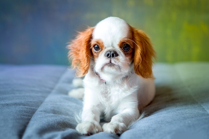 English Toy Spaniel puppy laying down indoors.