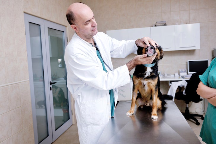 Mixed breed getting its teeth checked at the vet.