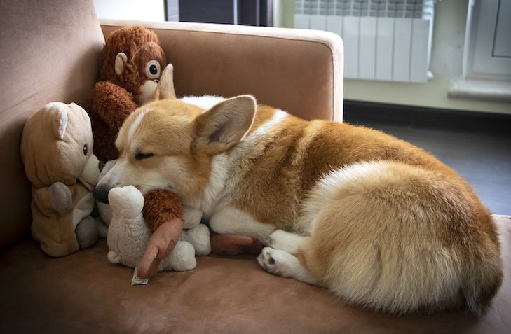 Pembroke Welsh Corgi sleeping on the couch with its toys.