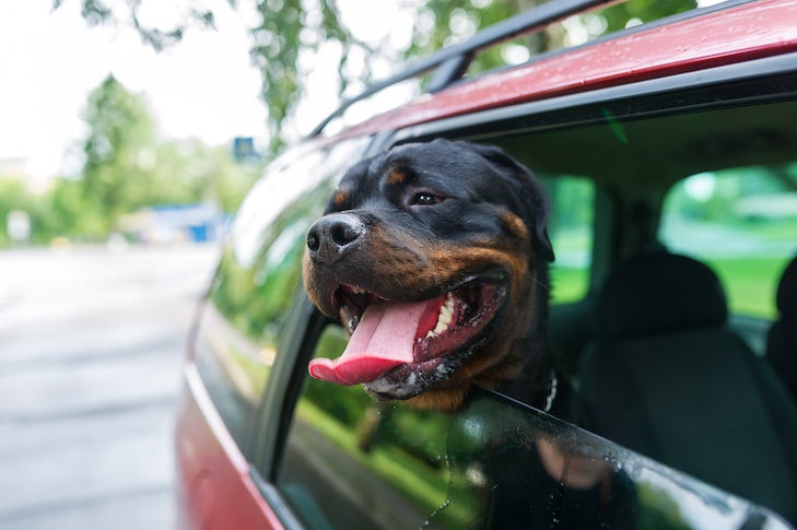 Rottweiler dog poking their head out the window of a car. Closeup portrait
