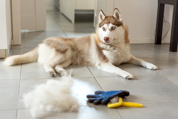 Concept annual molt, coat shedding, moulting dogs. Brush for dog fur care.