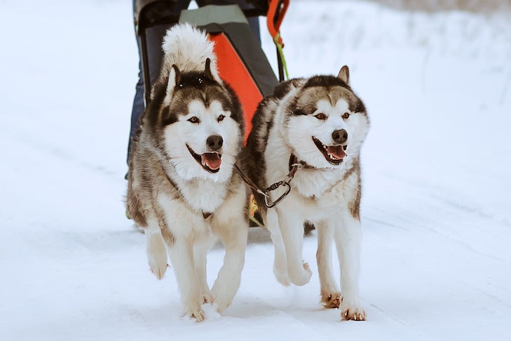 How many types of sled dogs are there?