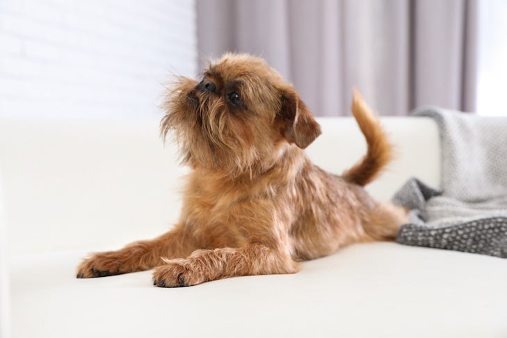 自宅のソファにいる愛らしいブリュッセル・グリフォン犬。 かわいいフレンドリーなペット