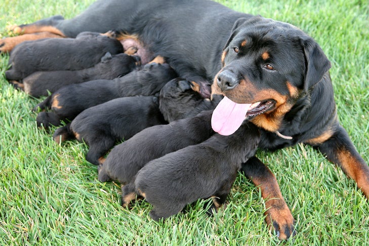 A pure-bred rottweiler dog nursing it's young
