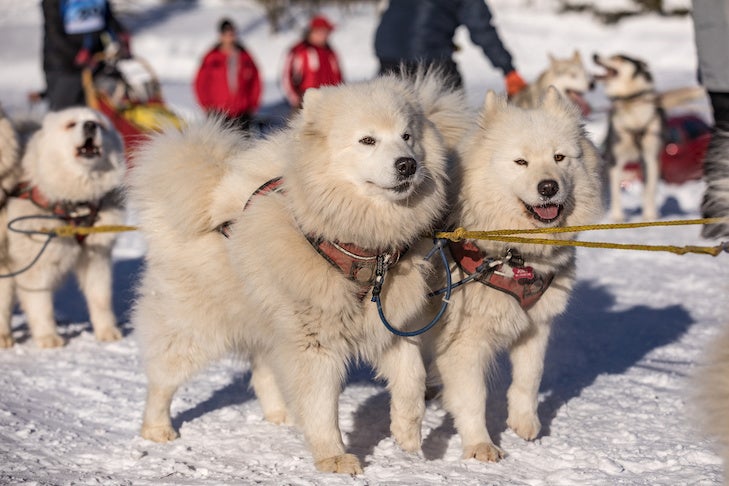 are greenland dogs good sled dogs