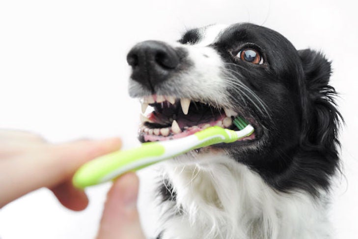 5 Easy Ways to Keep Your Dog's Teeth Clean – American Kennel Club
