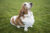Basset Hound sitting in the grass looking up at the viewer.