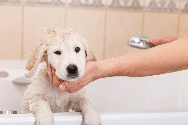 Golden Retriever puppy getting a bath at home.