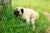 Pug pooping outdoors in tall grass.