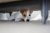 Russell Terrier hiding under the bed.